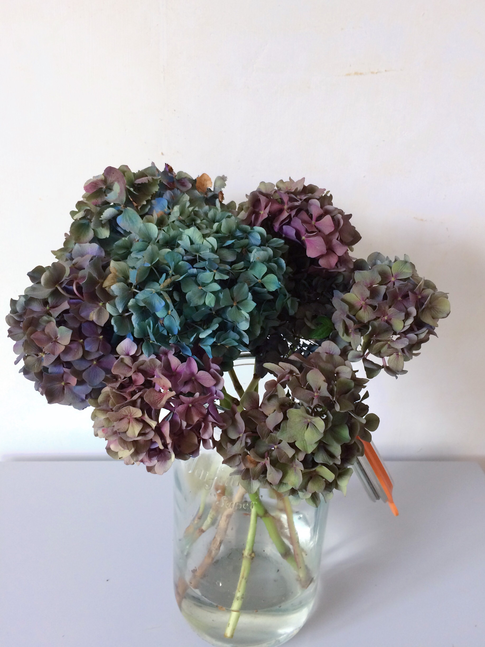 Slow drying hydrangeas in a vase helps lock in the colour